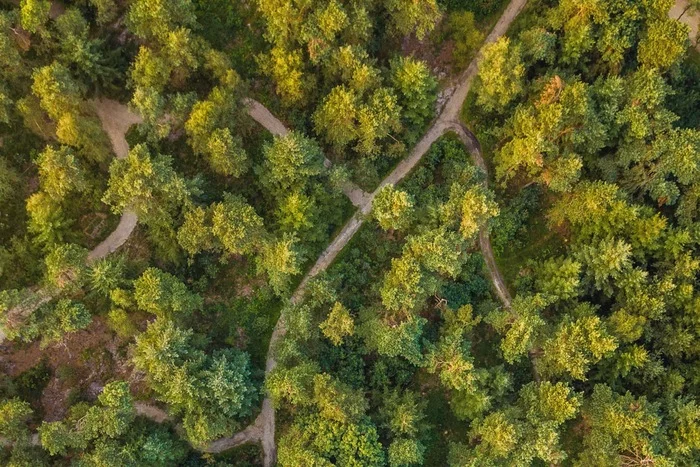 Nature's Cemetery - My, Cemetery, Nature, Burial, Netherlands (Holland), Netherlands