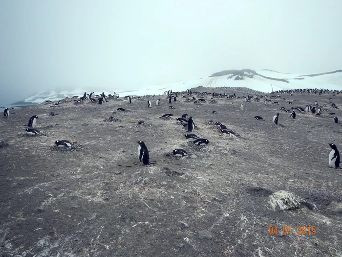 Continuation of the post “Argentina and Antarctica” - My, Argentina, National park, Travels, Antarctica, Tierra del Fuego, Wild animals, Reply to post, Longpost