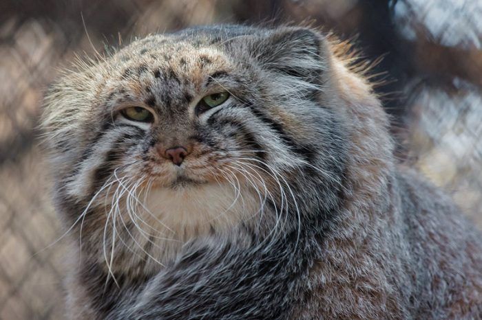 Come closer. You want to pet a cute cat, right? - Pallas' cat, Small cats, Fluffy, Milota, The photo