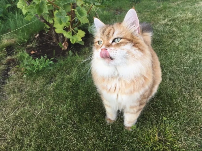 Summer memories and a guy in a fur coat - My, cat, Siberian cat, Fat cats, Summer, Sight, Pets, Longpost