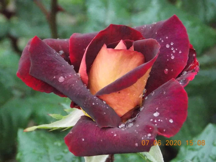 I love roses - My, Nature, beauty, the Rose