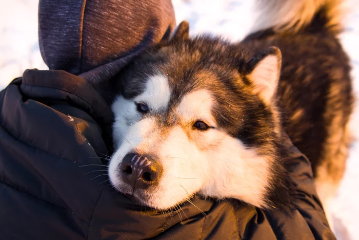 Good boy face) - My, Dog, Alaskan Malamute, The photo, Dog lovers, Breeders, Dog days, Pets, Dogs and people, Good boy