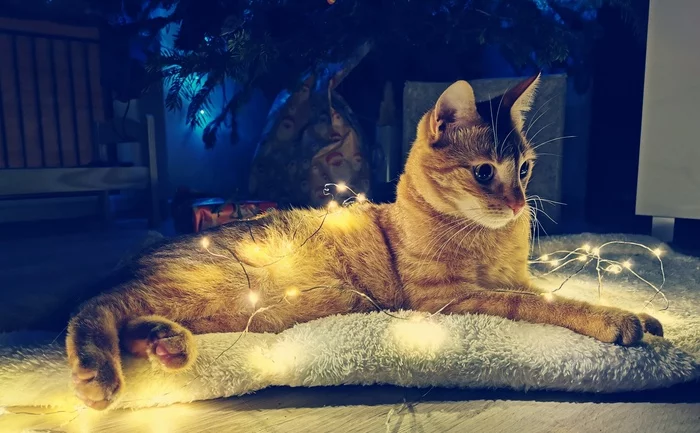 When you bought a new phone and test the camera))) - My, cat, New Year