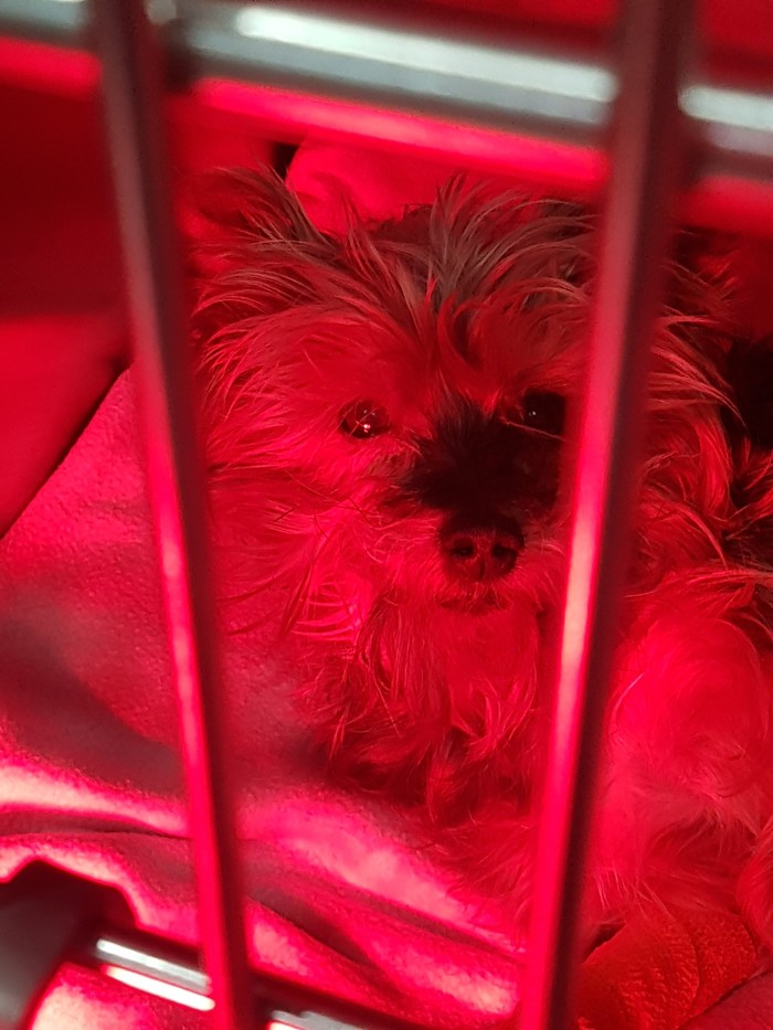 Требуется донор крови для собаки. УФА