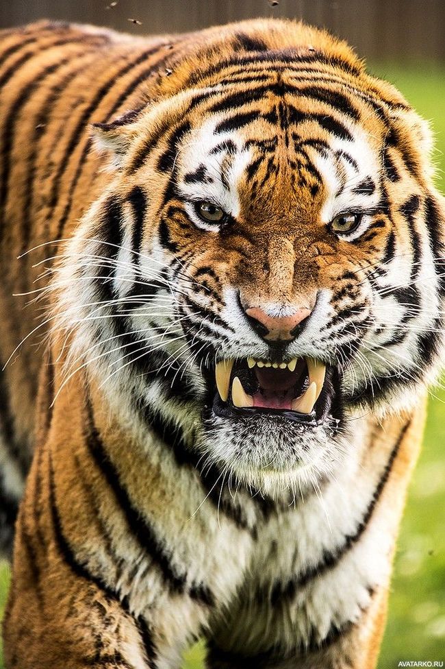 Sweet smile and kind eyes - Tiger, Big cats, Smile, Milota, The photo