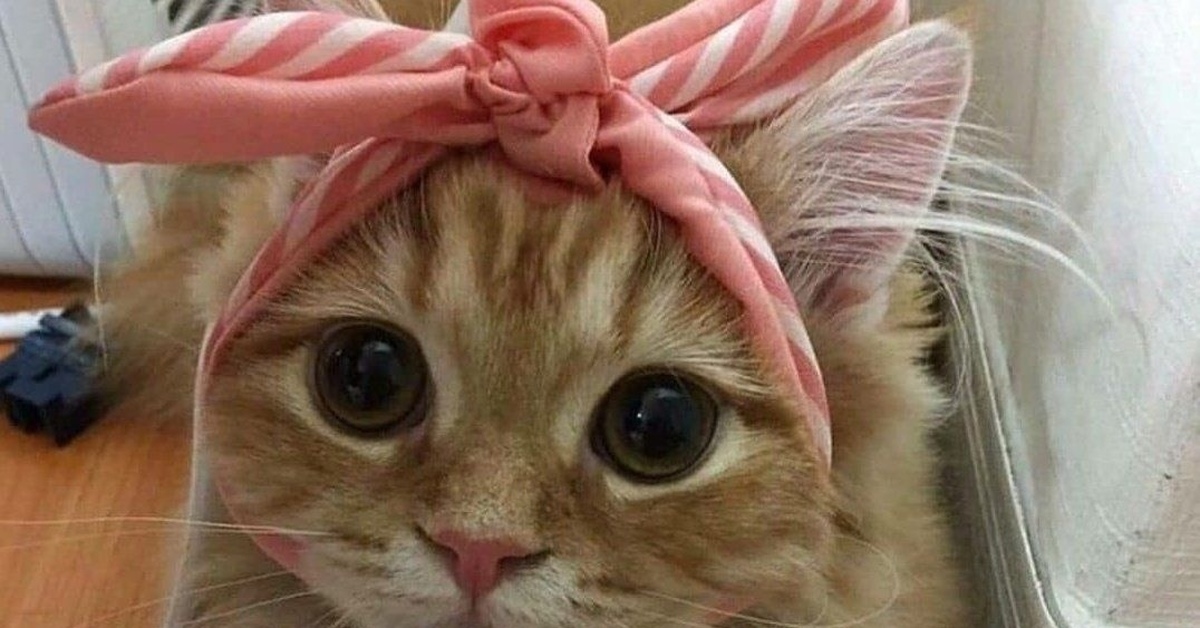 Кот с бантиком мем