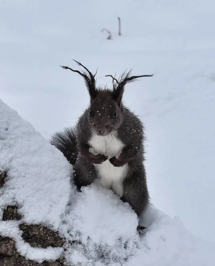 Are there any nuts? - The photo, Squirrel