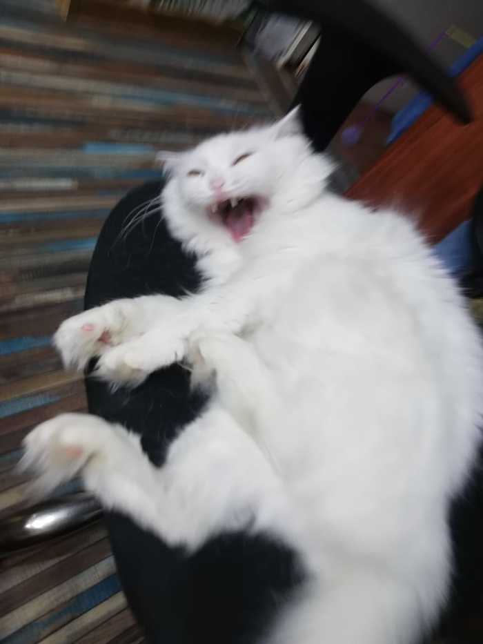 You are not you when you yawn - My, cat, Yawn