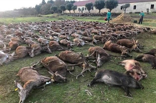 Spanish hunters massacre deer and wild boar in Portugal - Wild animals, Deer, Boar, Hunting, Killing an animal, Negative, Portugal, Spaniards, , Cruelty, Show off, , The national geographic, Deer, Kripota