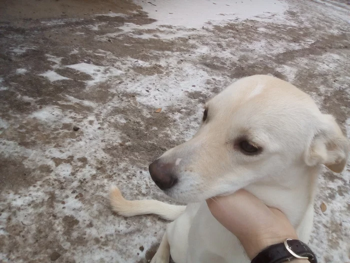 Osya. Forced to find new owners [Owner found] - My, In good hands, Dog, Volgograd, Volzhsky, No rating, Longpost