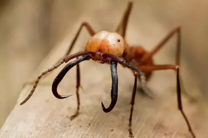 Birds have learned to deftly use the “River of Death” from thousands of ants, sweeping away everything in their path - Birds, Insects, Symbiosis, Yandex Zen, Animals, Longpost