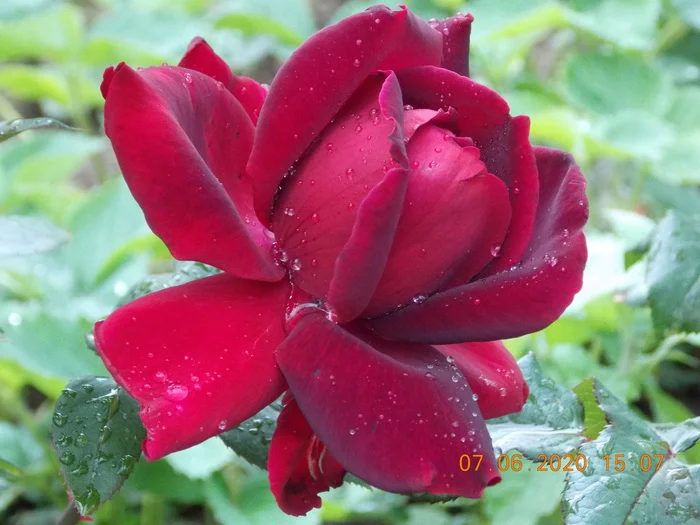 I love roses - My, Nature, beauty, the Rose