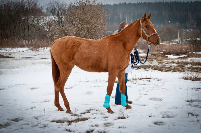 Oh, Dusya, oh, Marusya - initial training - My, Horses, Summer, Longpost