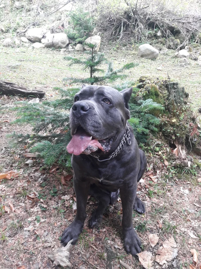 Arkhyz in September - My, Arkhyz, Nature, Caucasus, Dog, Cane Corso, Relaxation, Dog days, Longpost