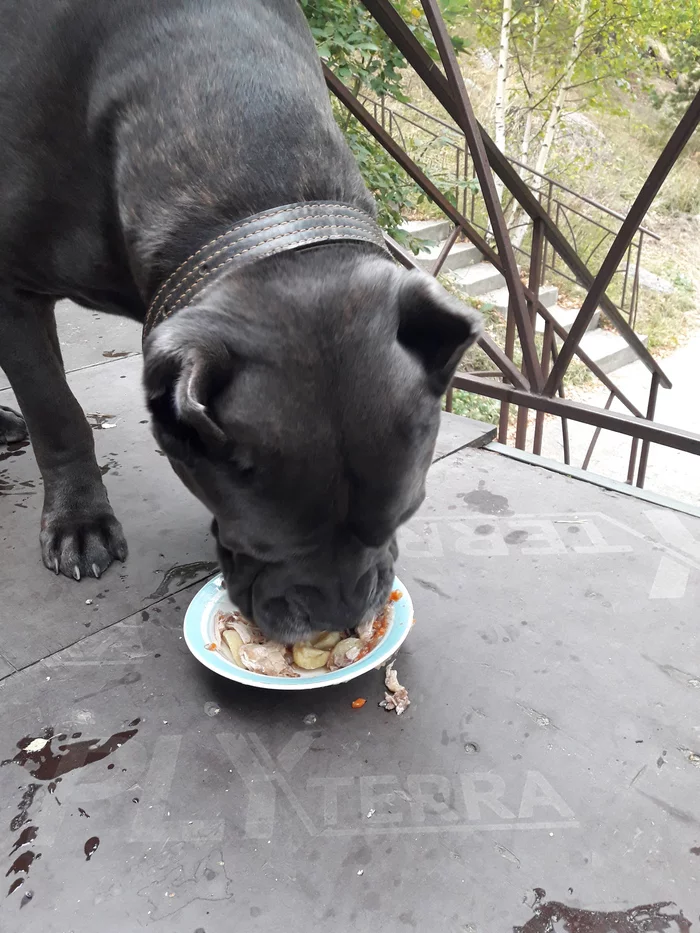 Arkhyz in September - My, Arkhyz, Nature, Caucasus, Dog, Cane Corso, Relaxation, Dog days, Longpost