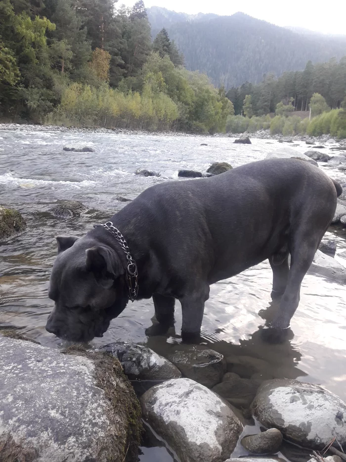 Arkhyz in September - My, Arkhyz, Nature, Caucasus, Dog, Cane Corso, Relaxation, Dog days, Longpost