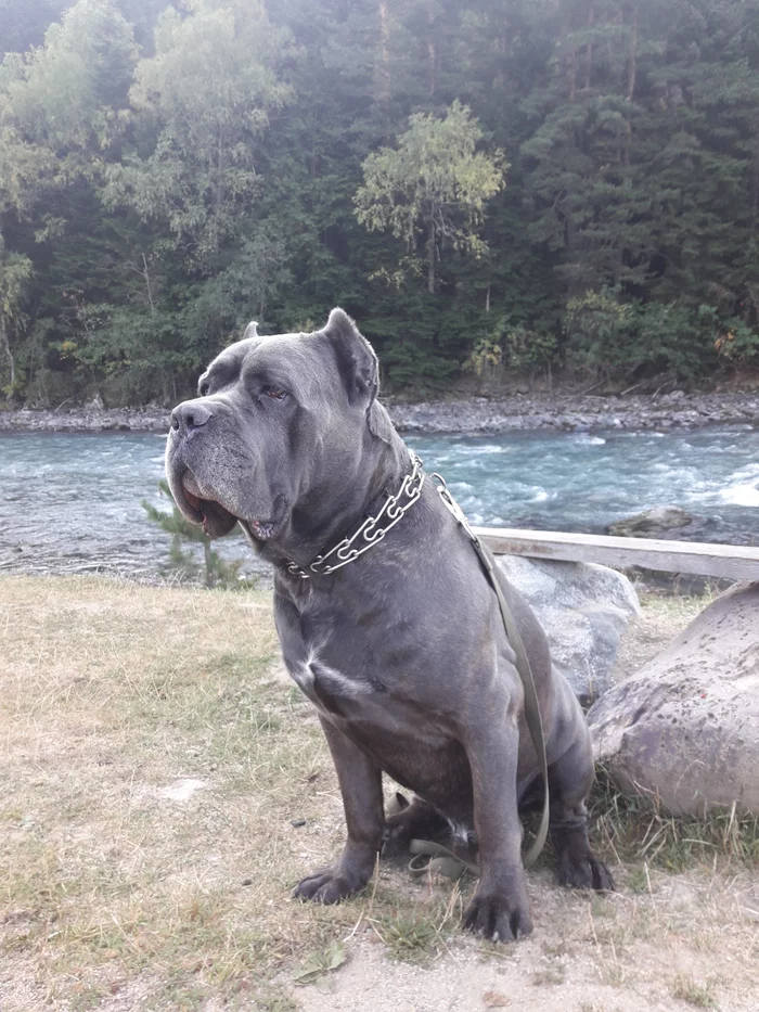 Arkhyz in September - My, Arkhyz, Nature, Caucasus, Dog, Cane Corso, Relaxation, Dog days, Longpost