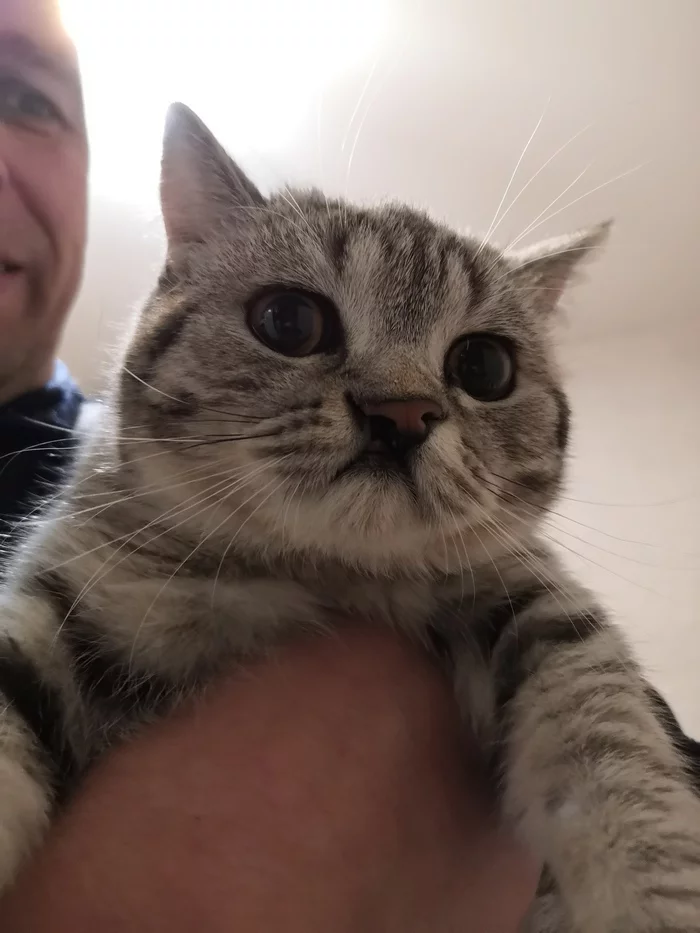 Кошка - Картошка - Моё, Кот, Домашние животные