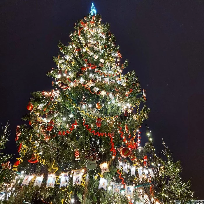 Living Christmas tree in St. Petersburg - My, New Year, Christmas tree, Palace Square, Saint Petersburg, beauty, Winter
