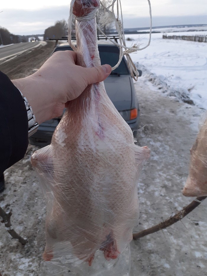 Утка! С яблоками!