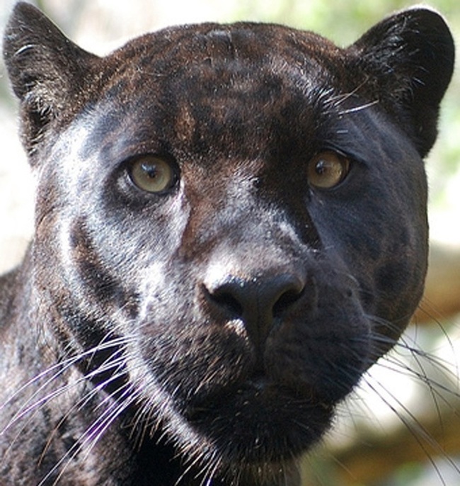 Black Panther - Panther, Big cats, Cat family, Interesting, Longpost