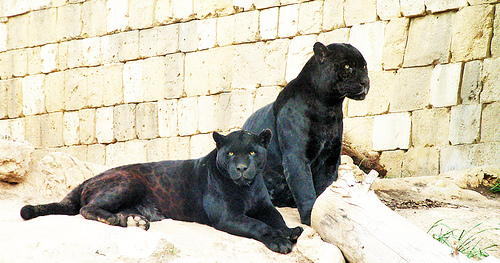 Black Panther - Panther, Big cats, Cat family, Interesting, Longpost