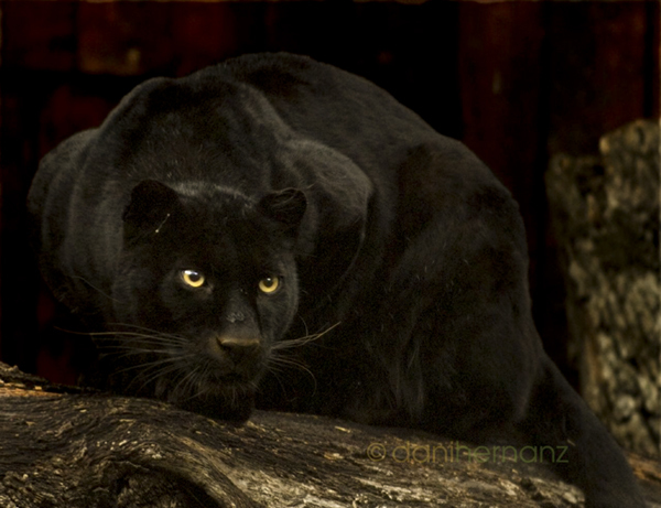 Black Panther - Panther, Big cats, Cat family, Interesting, Longpost