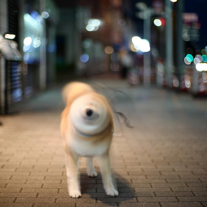   , -, Coub, 