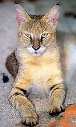 Jungle cat in Russia - Jungle cat, Small cats, Wild animals, Rare view, Nature, Cat family, Longpost, Predatory animals