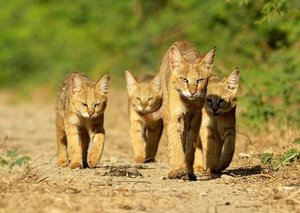 Jungle cat in Russia - Jungle cat, Small cats, Wild animals, Rare view, Nature, Cat family, Longpost, Predatory animals