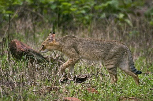 Jungle cat in Russia - Jungle cat, Small cats, Wild animals, Rare view, Nature, Cat family, Longpost, Predatory animals