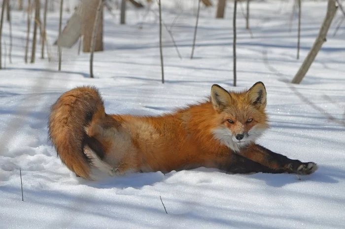 Fox in the snow - Fox, wildlife, Winter