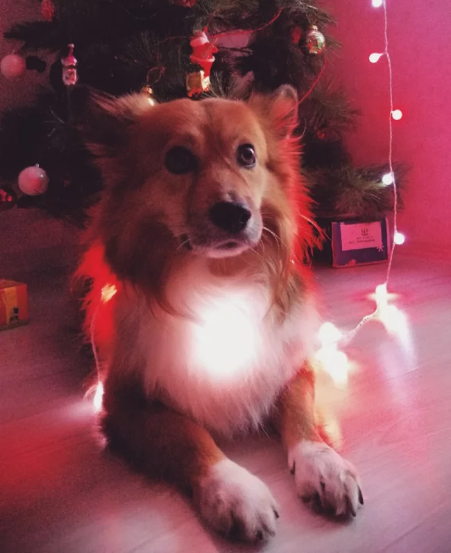 With coming - My, New Year, Dog, Christmas tree