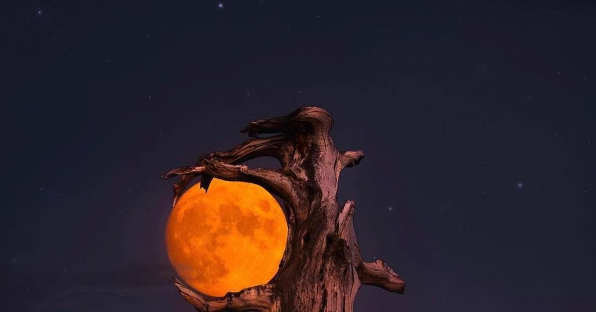 Луна нас сближает каждый. Фото Луны. Ракурс Луны. Гигантское баньяновое дерево до Луны арт. Луна из дерева.