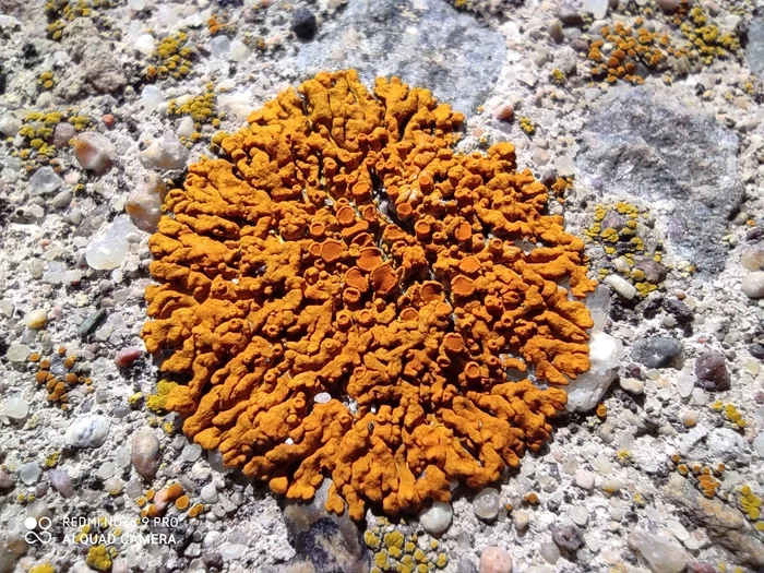 Alien life - My, Macro photography, Lichen