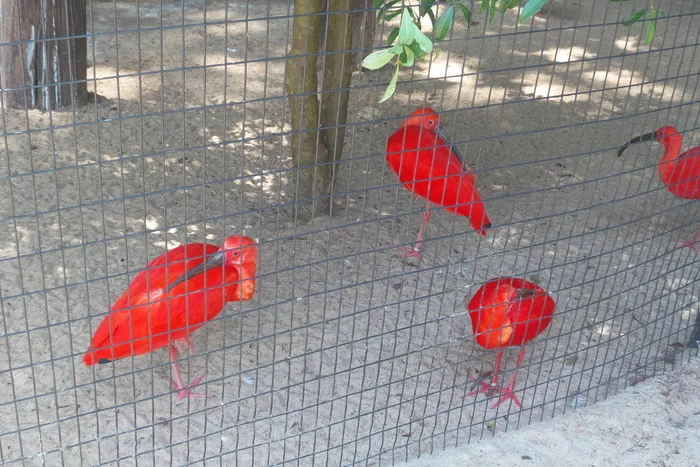 Latin American Checkmark - Foz de Iguassu (12/27/2019) - My, South America, Travels, Tourism, Video, Longpost, Series Latin American Tick 20192020