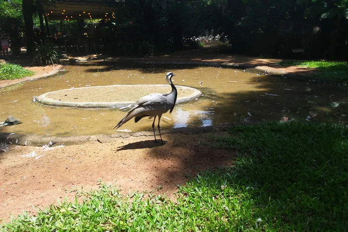 Latin American Checkmark - Foz de Iguassu (12/27/2019) - My, South America, Travels, Tourism, Video, Longpost, Series Latin American Tick 20192020