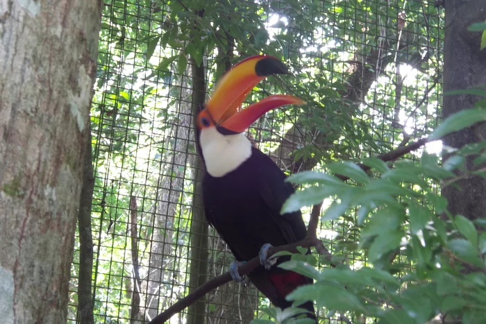 Latin American Checkmark - Foz de Iguassu (12/27/2019) - My, South America, Travels, Tourism, Video, Longpost, Series Latin American Tick 20192020