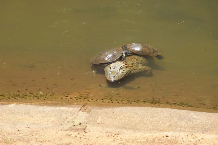 Latin American Checkmark - Foz de Iguassu (12/27/2019) - My, South America, Travels, Tourism, Video, Longpost, Series Latin American Tick 20192020