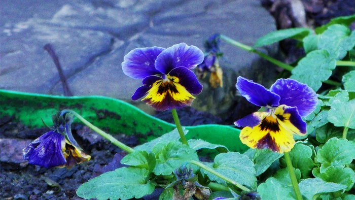 Pansies. Flowers of December. Zaporozhye 12/27/2020 - My, Flowers, Pansies