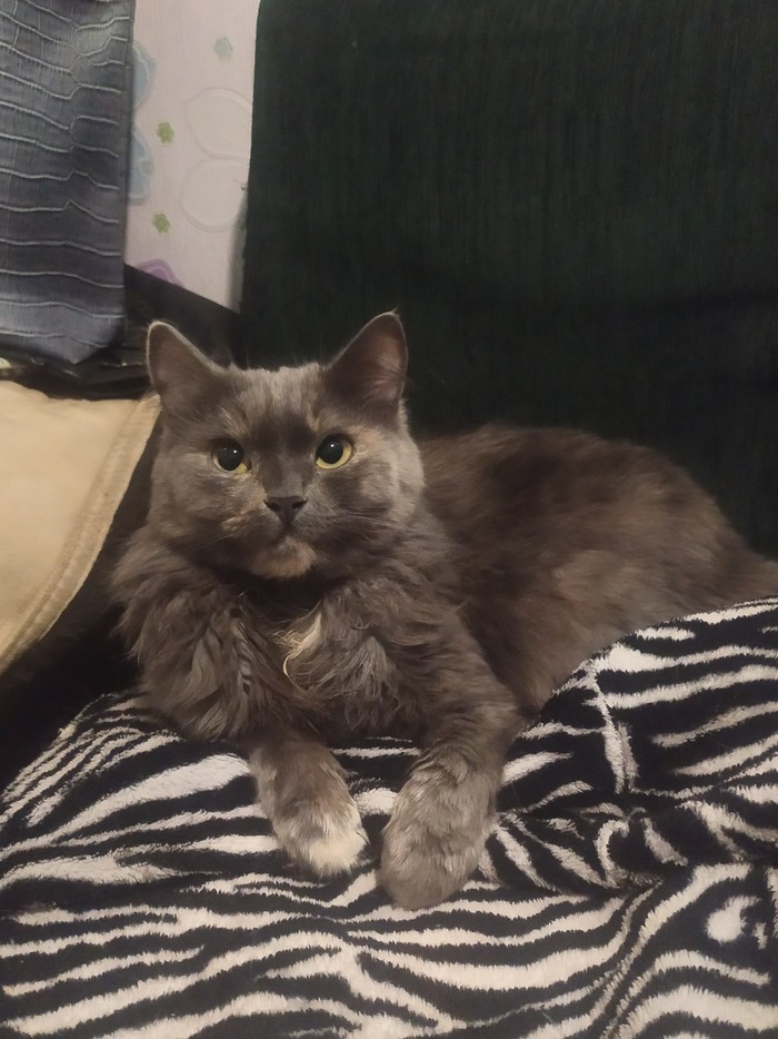 Немного кошки вам в ленту