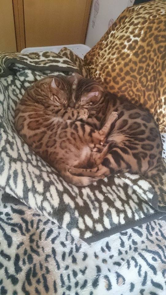 Two sisters - My, Bengal cat, Pets, cat, Longpost