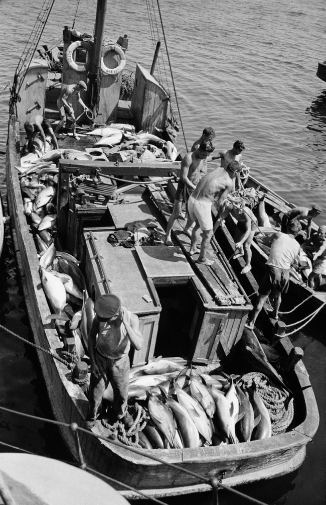 Fishing - the USSR, Tuapse, 1947, Fishing, Fishing, Dolphin, Longpost