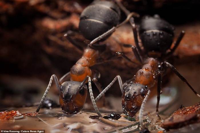 Ants in the forest - Macro photography, The photo, Forest, Ants, Sushnyak, Water drop, Longpost