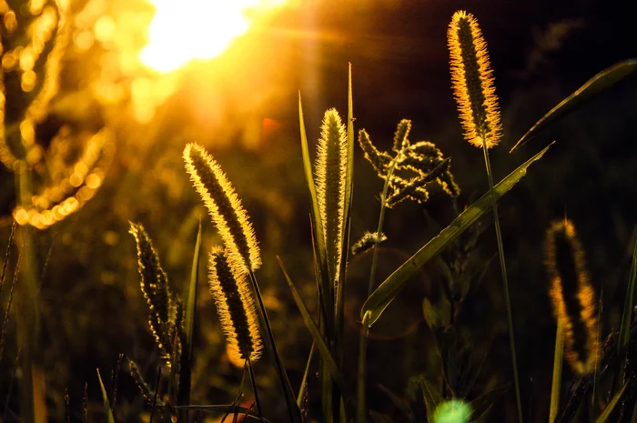 In the rays of the summer sun - My, Summer, Sunset, The photo, Nature, Longpost