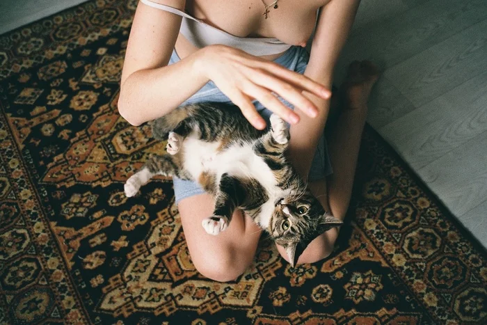 Kittens - NSFW, Marat Safin, Girls, Erotic, Longpost, cat, Boobs, Breast