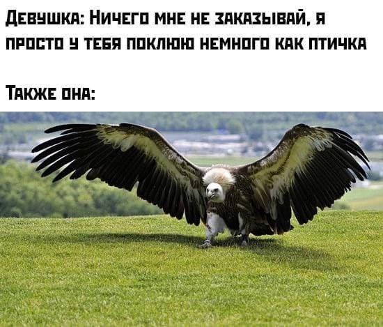 Yes, yes - Picture with text, Relationship, Girls, Vulture, Food