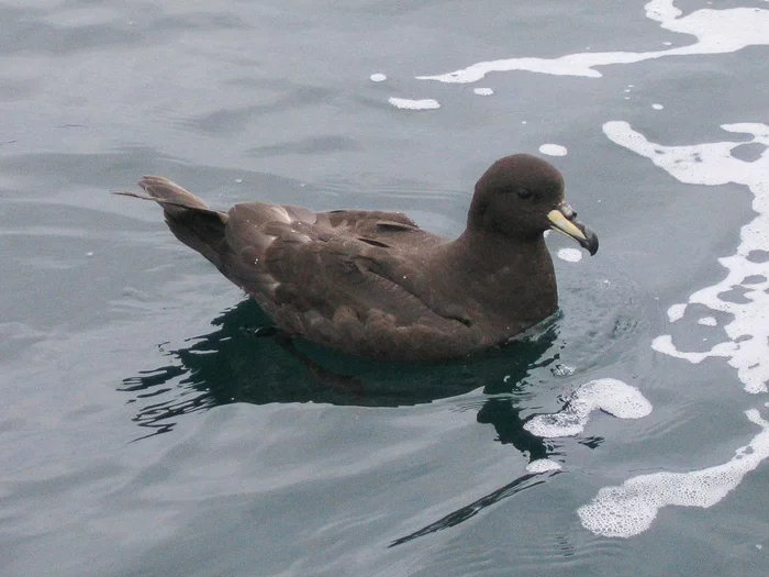 A New Zealand village has abandoned night street lighting to save rare birds! - Birds, Petrel, New Zealand, South Island, Species conservation, Animal Rescue, Street lighting, Protection of Nature, The national geographic, Longpost