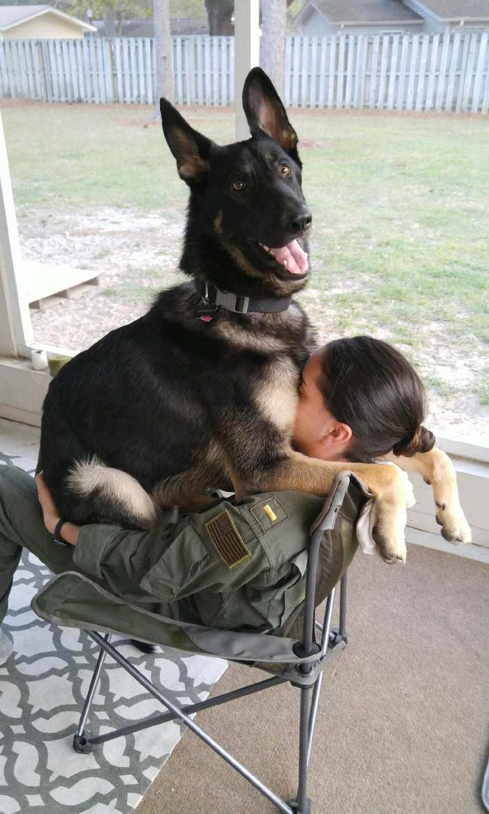 When you are a service dog, but you never refuse to sit on the handles - Dog, Service dogs, Girls, Milota, The photo