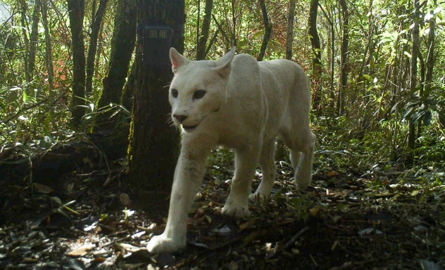 White male puma spotted in the Brazilian jungle! - Puma, Small cats, Ucicism, Wild animals, Unusual coloring, South America, Brazil, Phototrap, wildlife, Jungle, Longpost, White